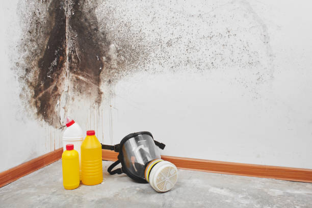 Best Emergency Mold Remediation in Swannanoa, NC