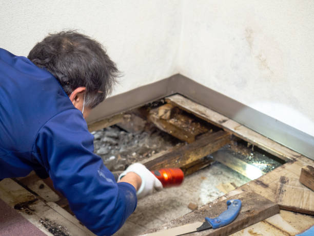 Best Crawl Space Mold Remediation in Swannanoa, NC