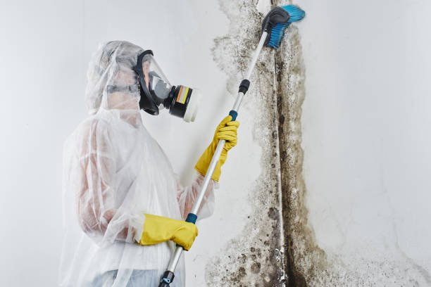 Best Basement Mold Remediation in Swannanoa, NC