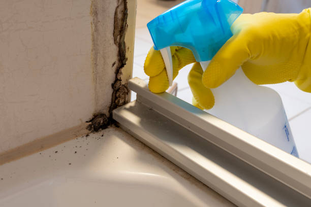 Best Health and Safety Mold Remediation in Swannanoa, NC