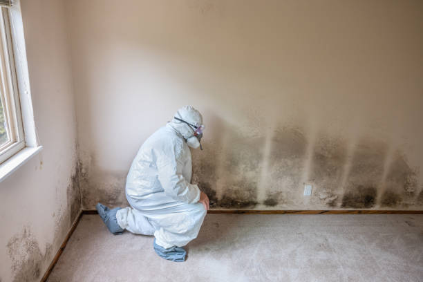 Best Bathroom Mold Remediation in Swannanoa, NC