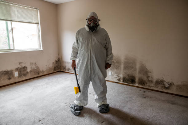 Best Residential Mold Remediation in Swannanoa, NC