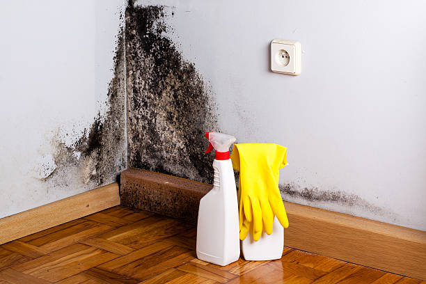 Best DIY Mold Remediation Support Services in Swannanoa, NC
