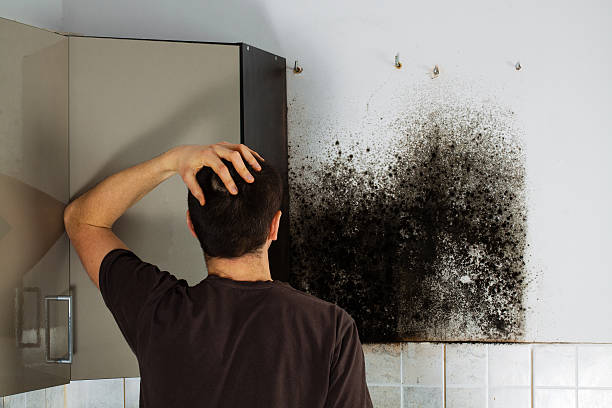 Best Commercial Mold Remediation in Swannanoa, NC